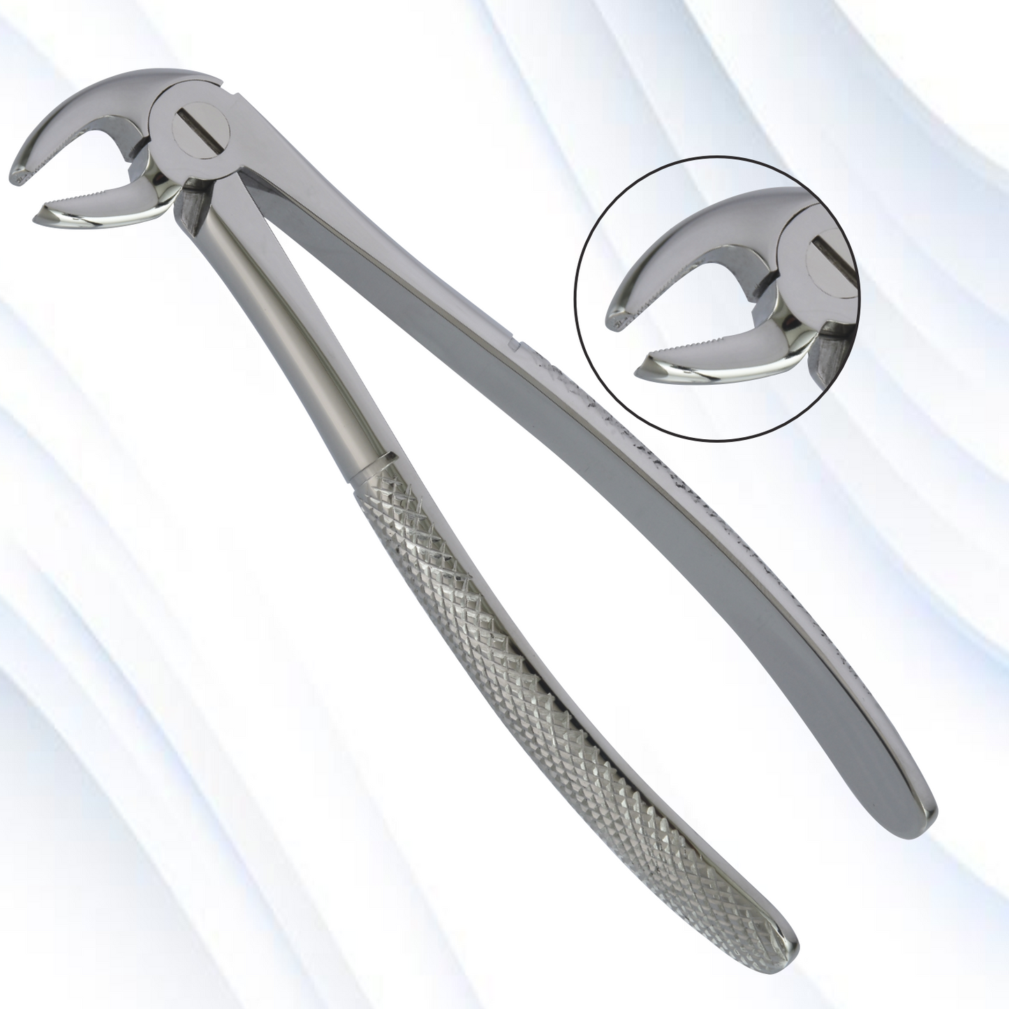 lower premolars
