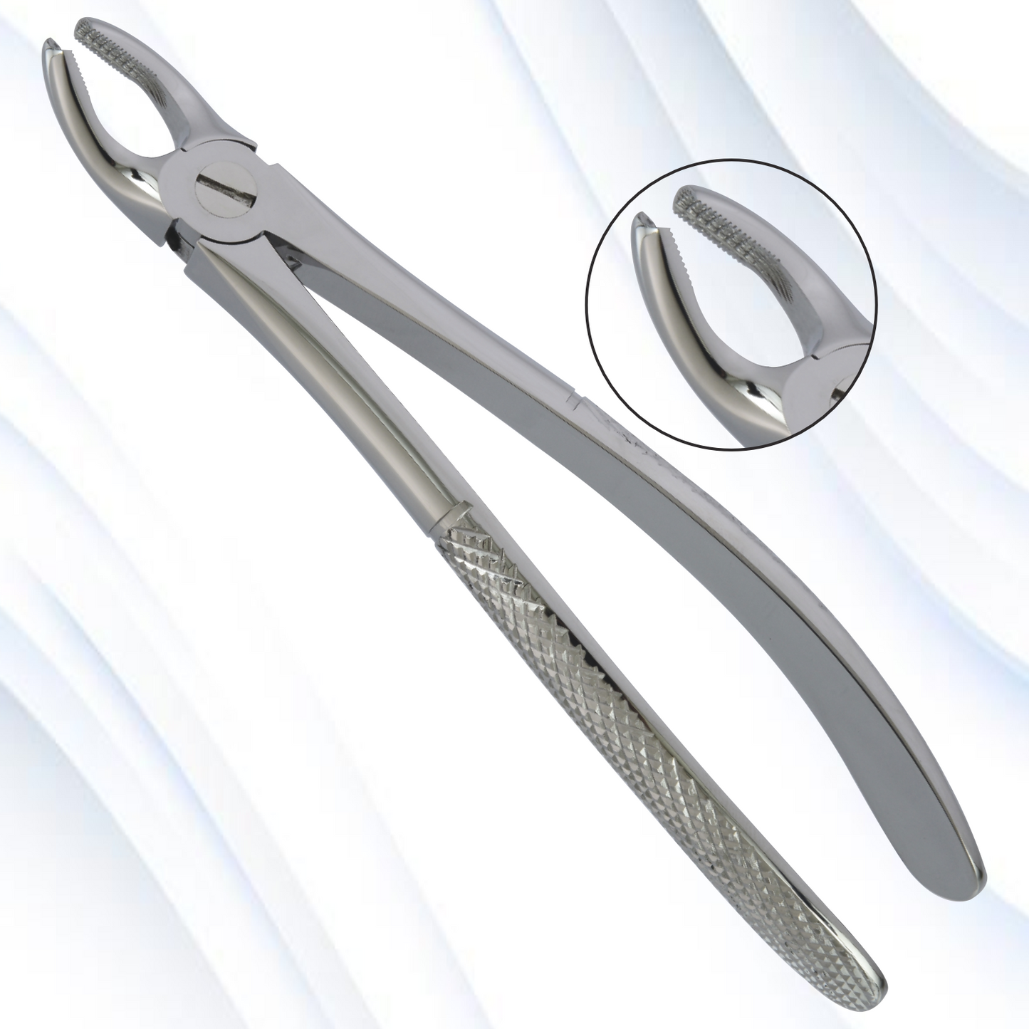 upper molars, right