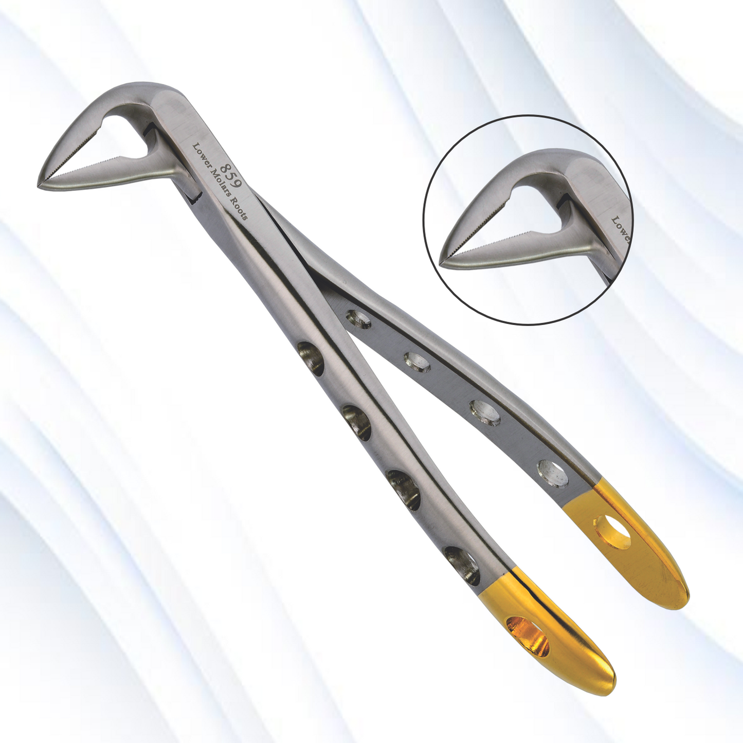 Lower Molars Roots