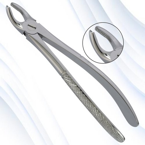 upper molars, right