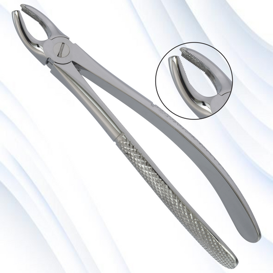upper molars