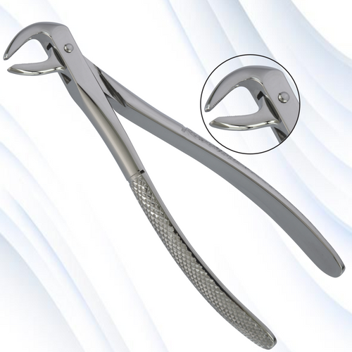 lower molar
