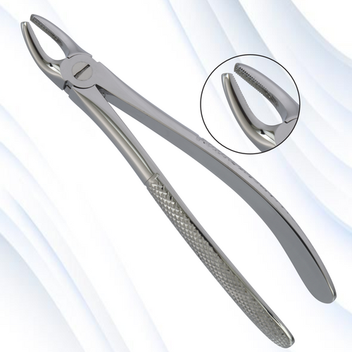 upper premolars