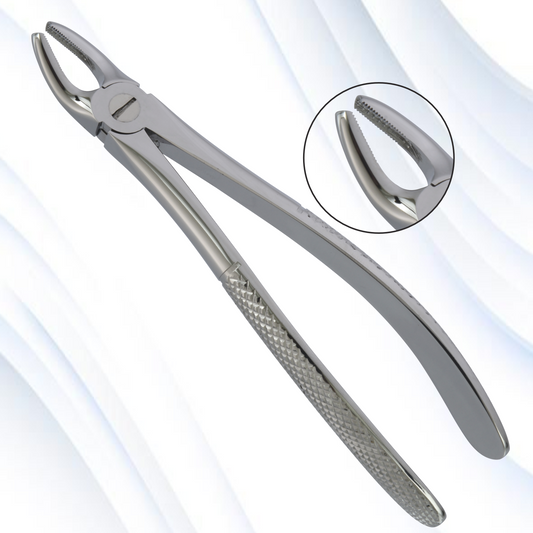 upper premolars