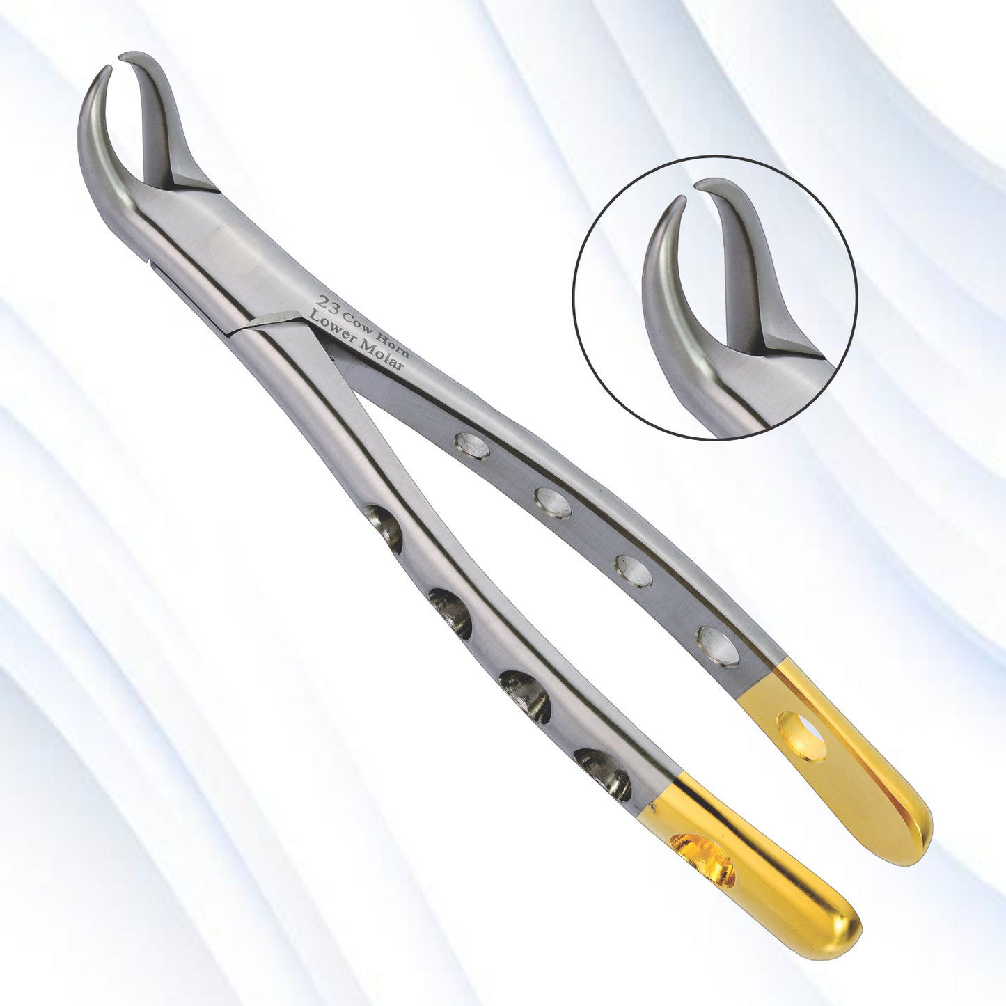 Lower Molar  Cow Hom